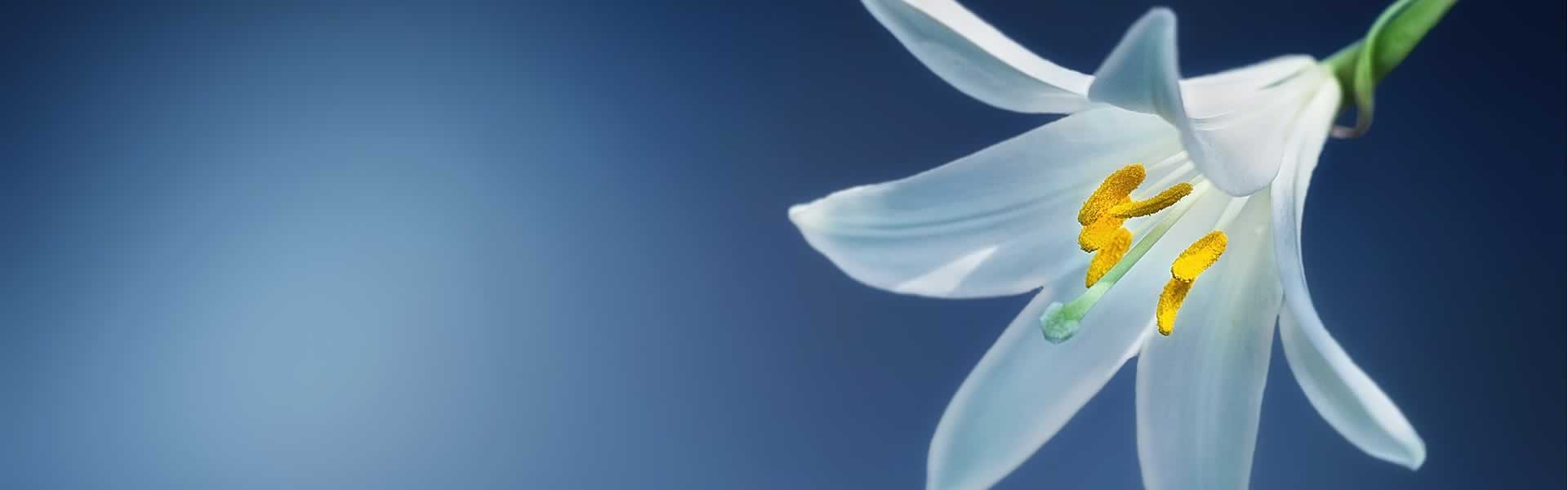 Fiore per addobbo lapide